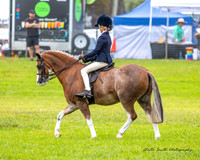 MVS - Show Horses - Ring 1 - 22.03.2025