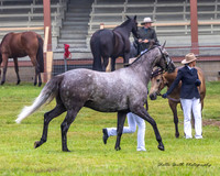 MVS - Show Horses - Ring 5 - 22.03.2025