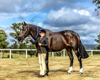 ASPA Show - Sugarloaf - 23.4.2022 - Ring 4