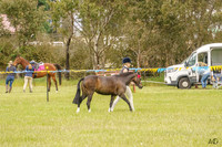 _AJG0964