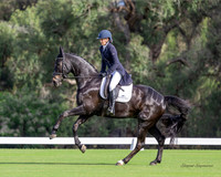 Dressage