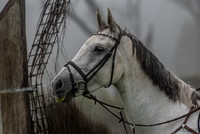 OLS_0038