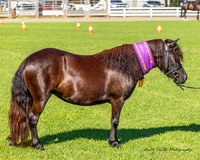 Nowra Show - Ring 3 - 07.02.2025