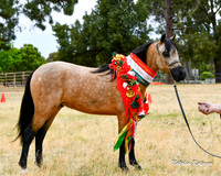 AMHS - Yass Christmas Show - Saturday 06.12.2025