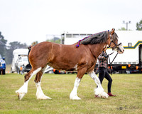 Bowral Show - Hack Ring 6 - 11.01.2026