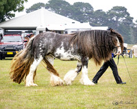 AG_8081