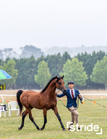 Bowral Show - Hack Ring 3 - 11.01.2026