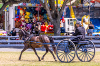 Nowra Show- Harness Class- 07.02.2026