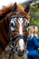 WH - Extravaganza - A1 - Eventers V Showjumpers - 8.2.2.26
