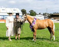 Show Horses - Saturday