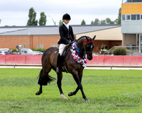 Show Horses - Sunday