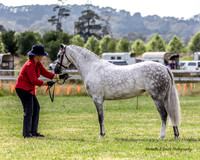 Bowral show - Sun - Ring 1 8:30 - 10:30am 15.1.2023