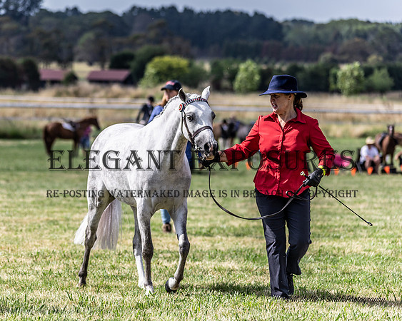 MAS_5775