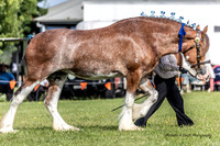 Bowral show - Sun - Hacking - Ring 6 15.1.2023