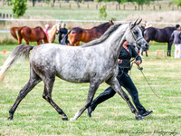 Bowral show - Sun - Hacking - Ring 3 15.1.2023