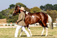 LHL-1703