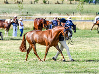 Bowral show - Sun - Ring 3 8:30am - 10:30am 15.1.2023