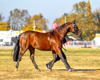RBS - Thursday - Ring 1 - 30.04.2026