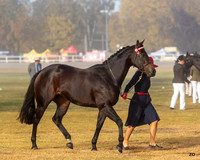 ZJD-6578