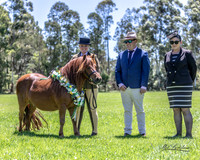 The Shetland Pony Society - Picton Show - 5.01.2023