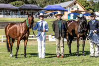 Stock Horses