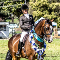 Show Horses / Hack Rings