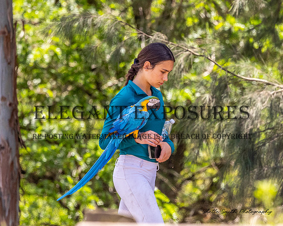 MAS_7935