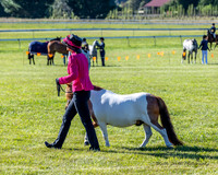 Bowral Show - Hack Ring 2 -  Sun 12.01.2025