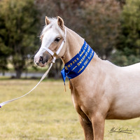 WCPS - Ring 1 - Foal Sweepstakes - 16.07.2023