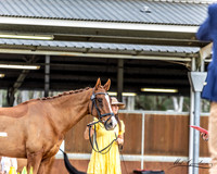 Syd 3DE - 4 Star Trot Up