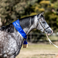 WPCS - Ring 1 - Yearling 2 & 3 Sweepstakes - 16.07.2023