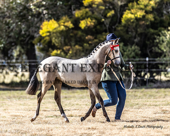 MAS_9590
