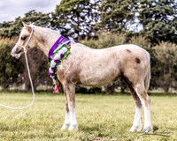 WPCS - Supreme Welsh Foal