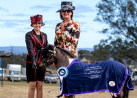 The Shetland Pony Society - Spring Show Luddenham 24.09.2023