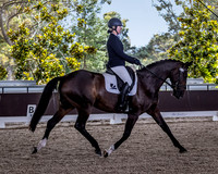 Dressage