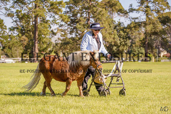 _AJG0181