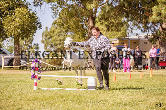 _AJG2011