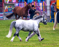 MVS - Show Horses - Ring 5 - 21.03.2025
