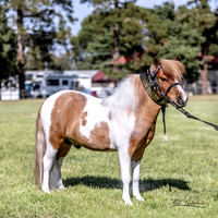 IMHR Halloween - Miniature Ponies - 21.10.2023