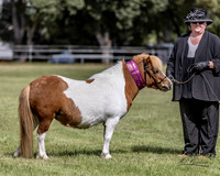 IMHR Halloween - APSB Shetlands - 21.10.2023