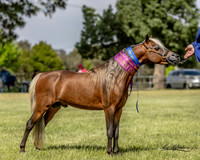 IMHR Halloween - Miniature Horses - 21.10.2023