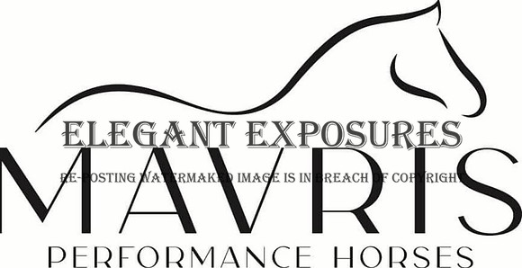 Marvis Performance Horses