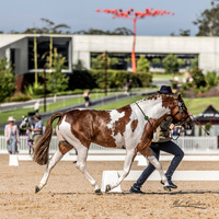 Ponies by the Sea - Led Classes- Ring 4 - 09.12.2023