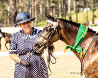Ponies by the Sea - Led Classes- Ring 5 - 09.12.2023