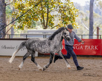 Ponies by the Sea - Indoor Classes - 09.12.2023