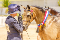 Ponies by the Sea - Led Classes - Ring 1 - 09.12.2023