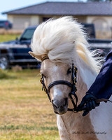 The Shetland Pony Society - Spring Show Luddenham 22.09.2024