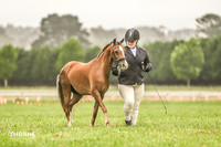 Bowral Show - Hack Ring 3 -  14.01.2024