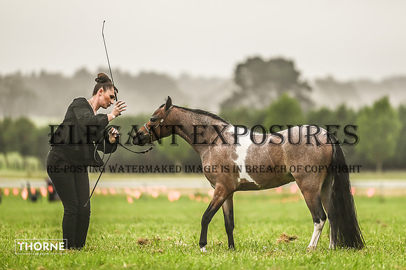 TMH-1101
