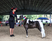 AMHS - Summer - Ring 1 - All Halter 20.01.2024
